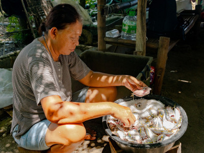 Lady sorts through the latest catch of fish