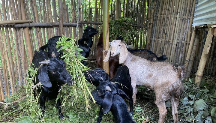 image of a herd of goats